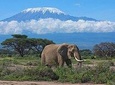 7-Day Maasai Mara, Lake Nakuru, Lake Naivasha and Amboseli Safari from Nairobi