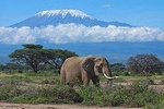7-Day Maasai Mara, Lake Nakuru, Lake Naivasha and Amboseli Safari from Nairobi