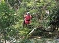 Falls Flyer Zipline and Dunn's River Falls Adventure Tour from Ocho Rios