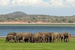 Minneriya Eliphant Safafi Drive From Trincomalee, Nilaveli & Suburbs 