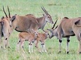 3 Days Masai Mara Group Joining -- Daily Departures