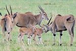 3 Days Masai Mara Group Joining -- Daily Departures