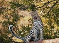3 Days 2 nights Amboseli Daily Departures 