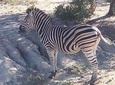 Pilanesberg Safari Open vehicle guided game drive (Sun City at guest's option) 