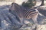 Pilanesberg Safari Open vehicle guided game drive (Sun City at guest's option) 