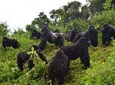 7 Days Gorilla, Bisoke Hiking And Columbus Monkey Safari