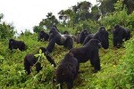 7 Days Gorilla, Bisoke Hiking And Columbus Monkey Safari