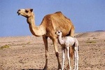 Wahiba Sands&Wadi Bani Khalid desert Safari(Muscat tours) : Tours
