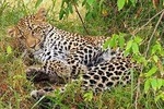 3-Day Maasai Mara Private Safari at AA Lodge from Nairobi