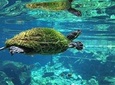 Snorkeling in the cenotes 