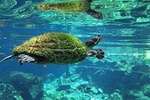 Snorkeling in the cenotes 