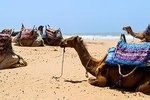 Camel Ride on the Beach of Essaouira