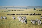 Overnight Maasai Mara Private Safari From Nairobi
