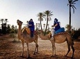 Camel ride in Marrakech (Palmerie) 