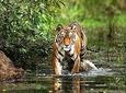 Wildlife and Cultural India Tour
