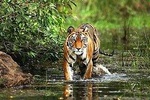 Wildlife and Cultural India Tour