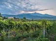 Wine Tasting tour from Messina