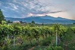 Wine Tasting tour from Catania