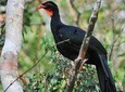 Birdwatching Day to Los Tarrales Nature Reserve (Private tour)