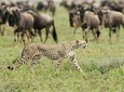 4 Day Wildebeest Migration Budget Camping Safaris