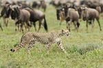4 Day Wildebeest Migration Budget Camping Safaris