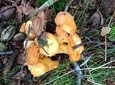 Mushroom hunting in Provence