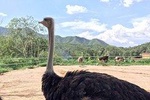 Private Transfer between Badaling Wildlife Park and Beijing City Hotel