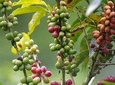 Super Combo Tour: Waterfalls Gardens + Coffee Tour + Poás Volcano