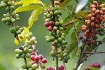 Super Combo Tour: Waterfalls Gardens + Coffee Tour + Poás Volcano