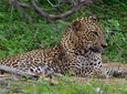 Yala National Park Leopard Safari