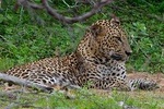 Yala National Park Leopard Safari