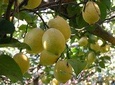 Sorrento Farm and Food Experience including Olive Oil, Limoncello, Wine tasting 