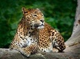 Yala National Park Safari from Bentota