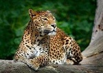 Yala National Park Safari from Bentota