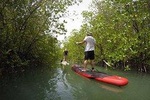 Mangroves SUP Tour Phuket