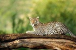 Experience Nature in Serengeti & Ngorongoro Safari