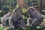 Highlights Ubud Culture Tour