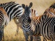 Early Morning Group Joining Game Drive In Nairobi National Park