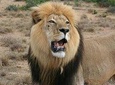 Addo Wildlife Tours from Port Elizabeth 