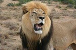 Addo Wildlife Tours from Port Elizabeth 