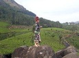 Tea Plantation Walk with Sunset View