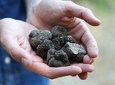 Truffle Hunting in Provence