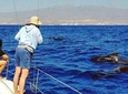 Whale and Dolphin Small Group Sailing from Tenerife South