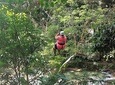 Falls Flyer Zipline and Dunn's River Falls Adventure Tour from Kingston