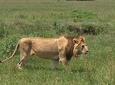 4 Days Serengeti Safari (Serengeti & Ngorongoro) -Private Tanzania Safari Tour