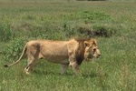 4 Days Serengeti Safari (Serengeti & Ngorongoro) -Private Tanzania Safari Tour