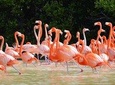 5 days discovering the Best of Merida. Visit Uxmal, Celestun and Chichen Itza