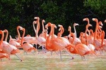 5 days discovering the Best of Merida. Visit Uxmal, Celestun and Chichen Itza