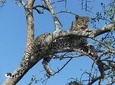 6 Days Safari In Ngorongoro And Serengeti