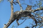 6 Days Safari In Ngorongoro And Serengeti